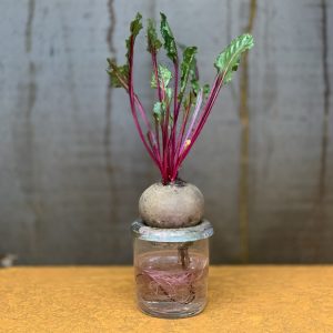 כלי לגידול בטטה | Sprouting Sweet Potato